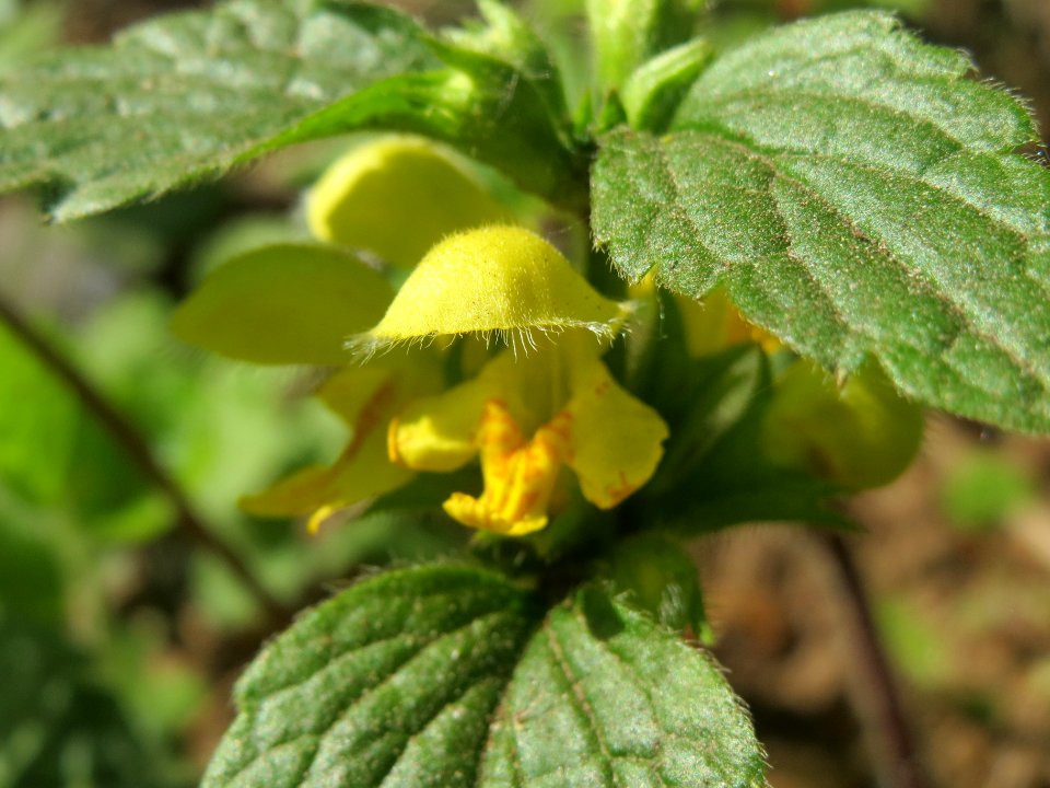 20140413Lamiastrum_galeobdolon2