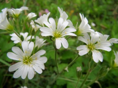 20140408Cerastium_arvense1