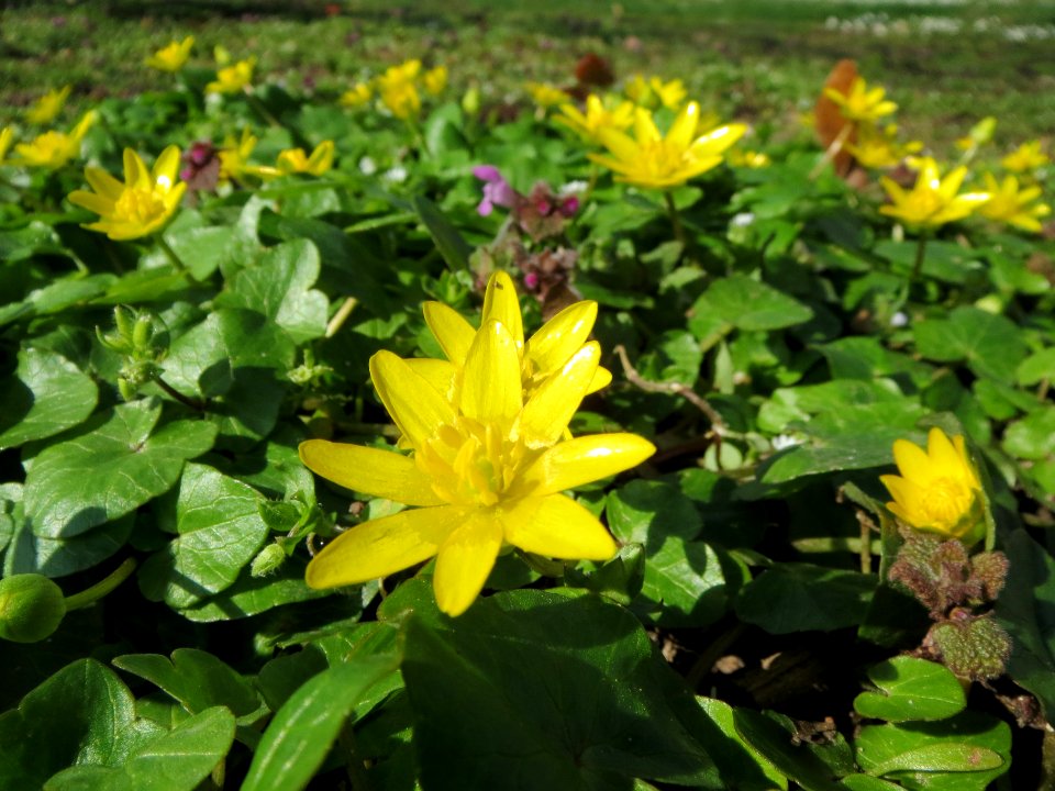 20140302Ficaria_verna