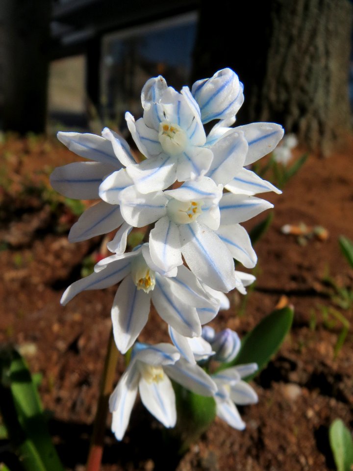 20140310Puschkinia_scilloides3