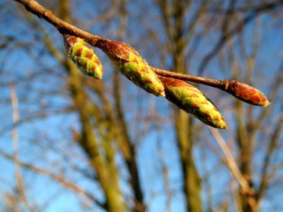20140302Carpinus_betulus3