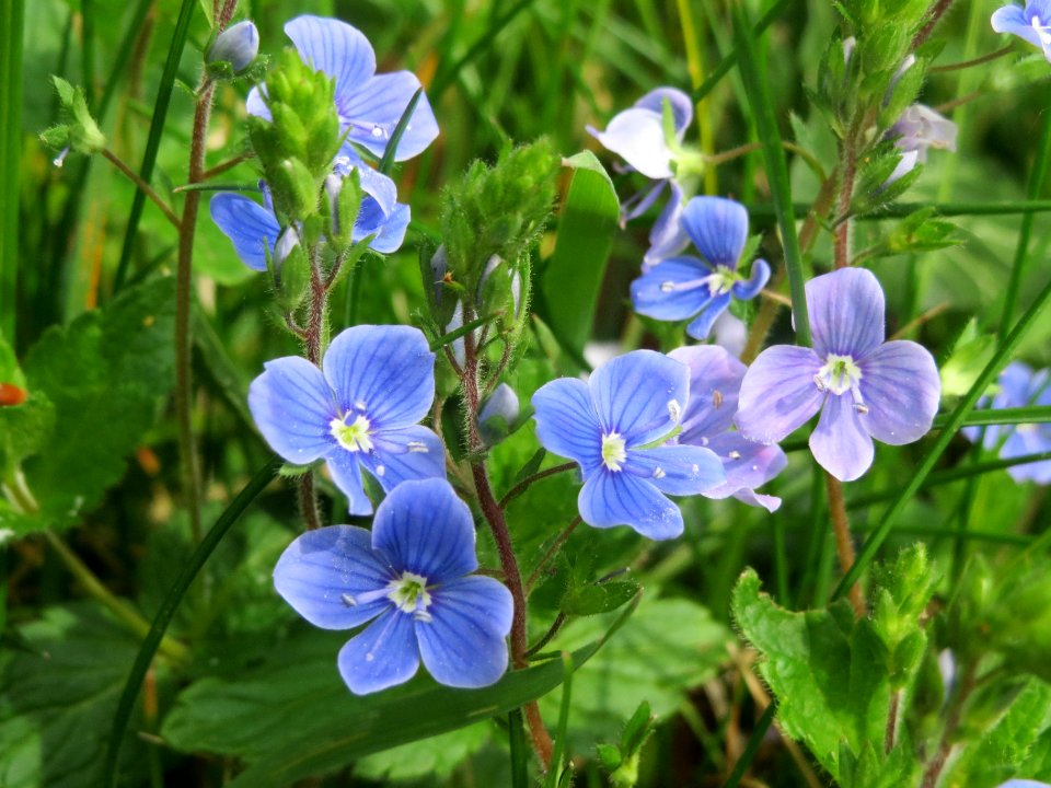 20140407Veronica_chamaedrys4
