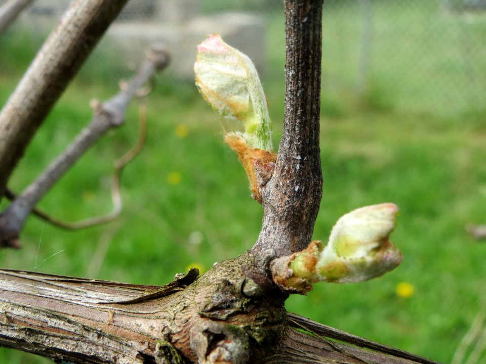 20140407Wein_Hockenheim3