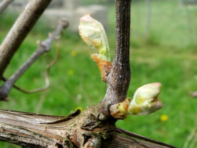 20140407Wein_Hockenheim3
