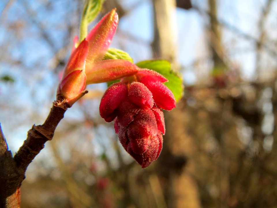 20140307Ribes_sanguineum4