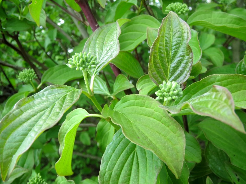 20140409Cornus_sanguinea