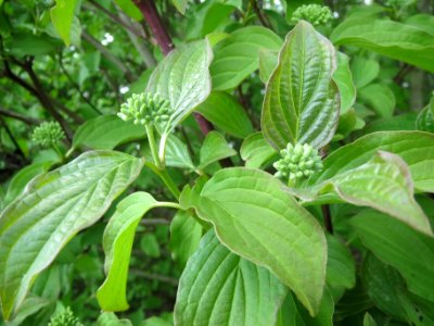 20140409Cornus_sanguinea