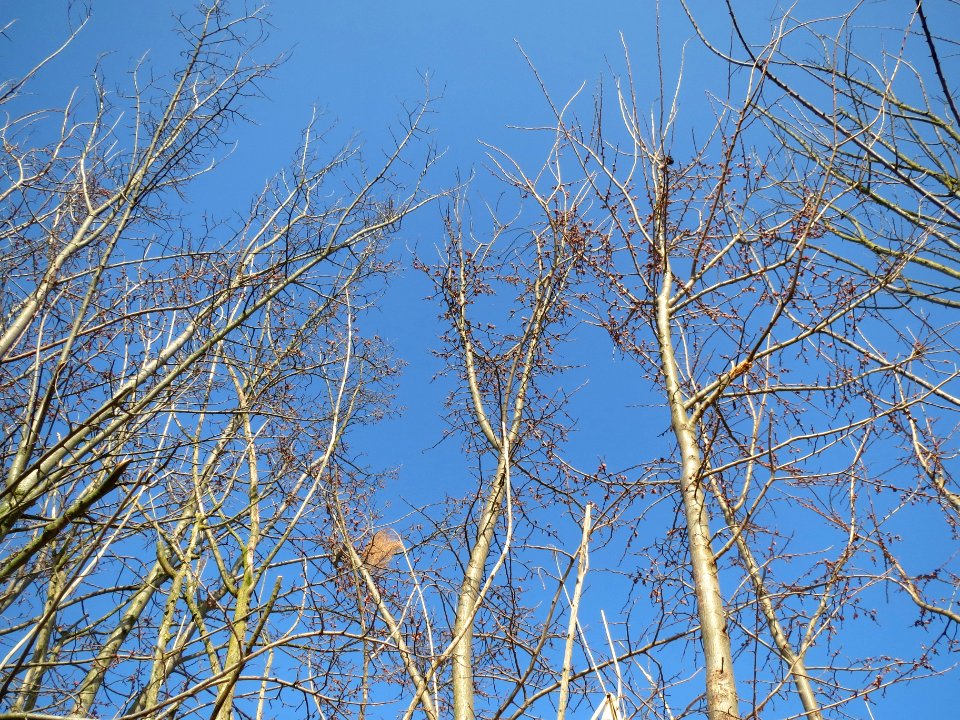 20140307Ulmus_minor1