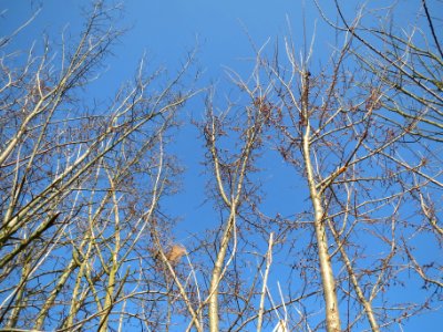 20140307Ulmus_minor1