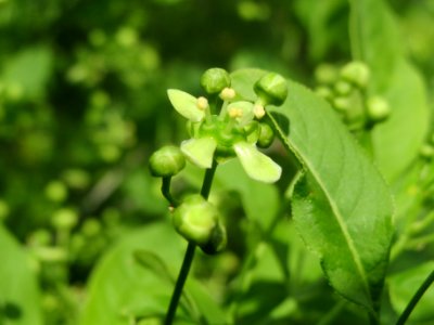 20140409Euonymus_europaeus1