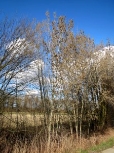20140302Populus_tremula1