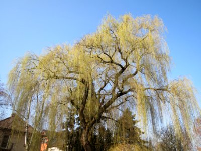 20140307Trauerweide_Ebertpark3