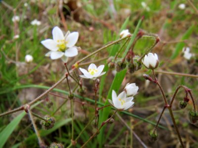20140409Spergula_arvensis3