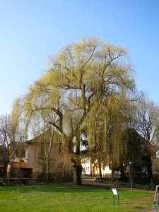 20140307Trauerweide_Ebertpark1