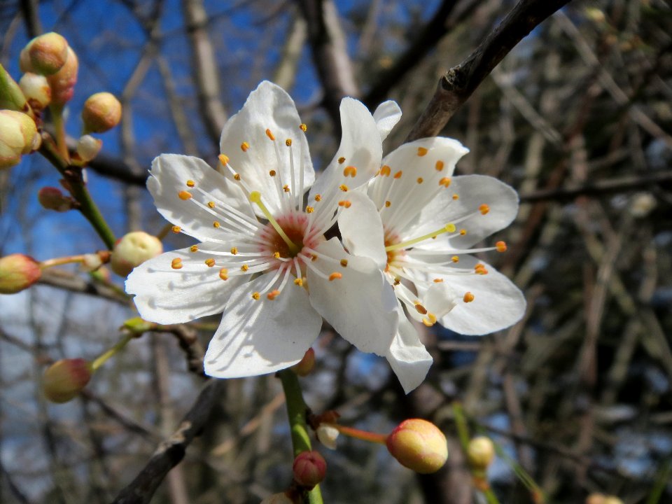 20140302Prunus_cerasifera_Hockenheim3