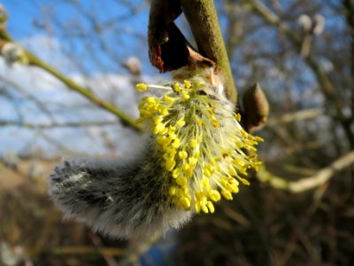 20140302Salix_caprea05