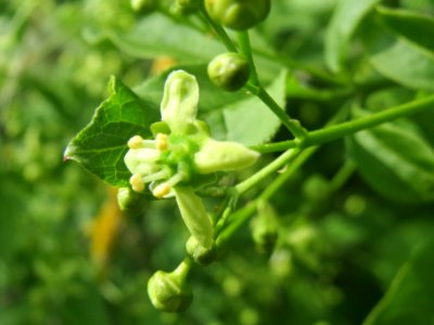 20140409Euonymus_europaeus2