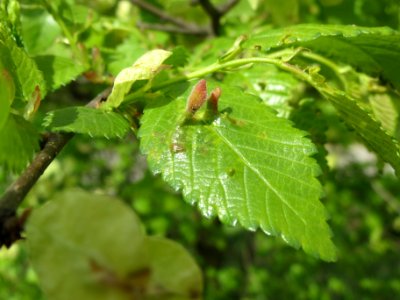 20140409Ulmus_minor5