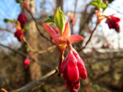 20140307Ribes_sanguineum6