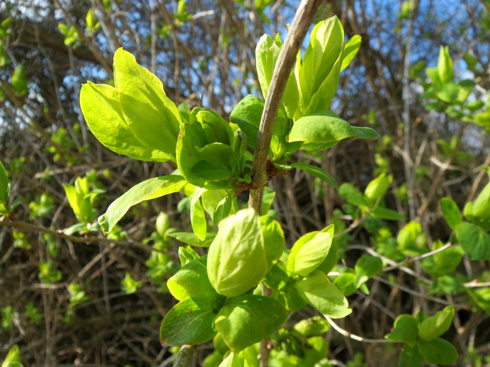 20140302Sambucus_nigra2