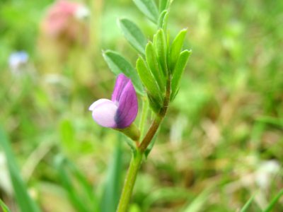 20140407Vicia_lathyroides2