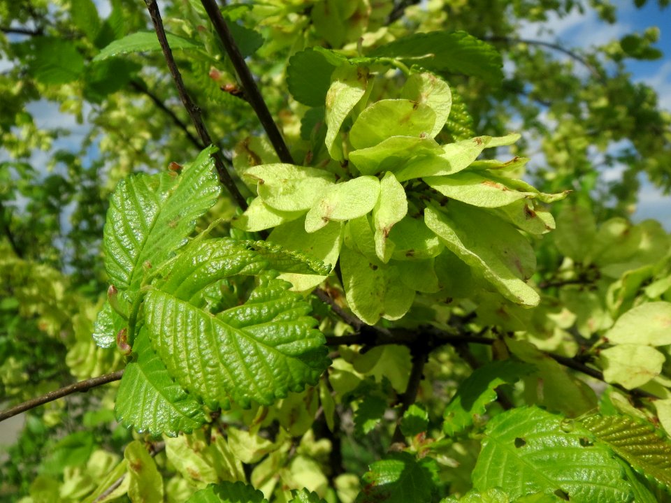 20140409Ulmus_minor4