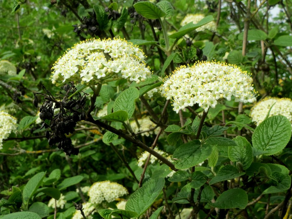 20140407Viburnum_lantana3