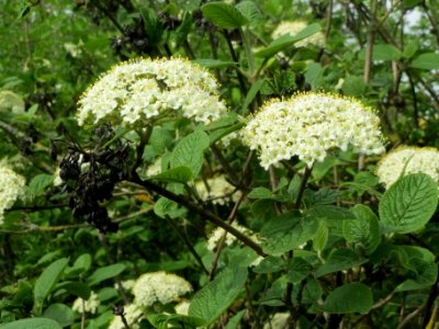 20140407Viburnum_lantana3