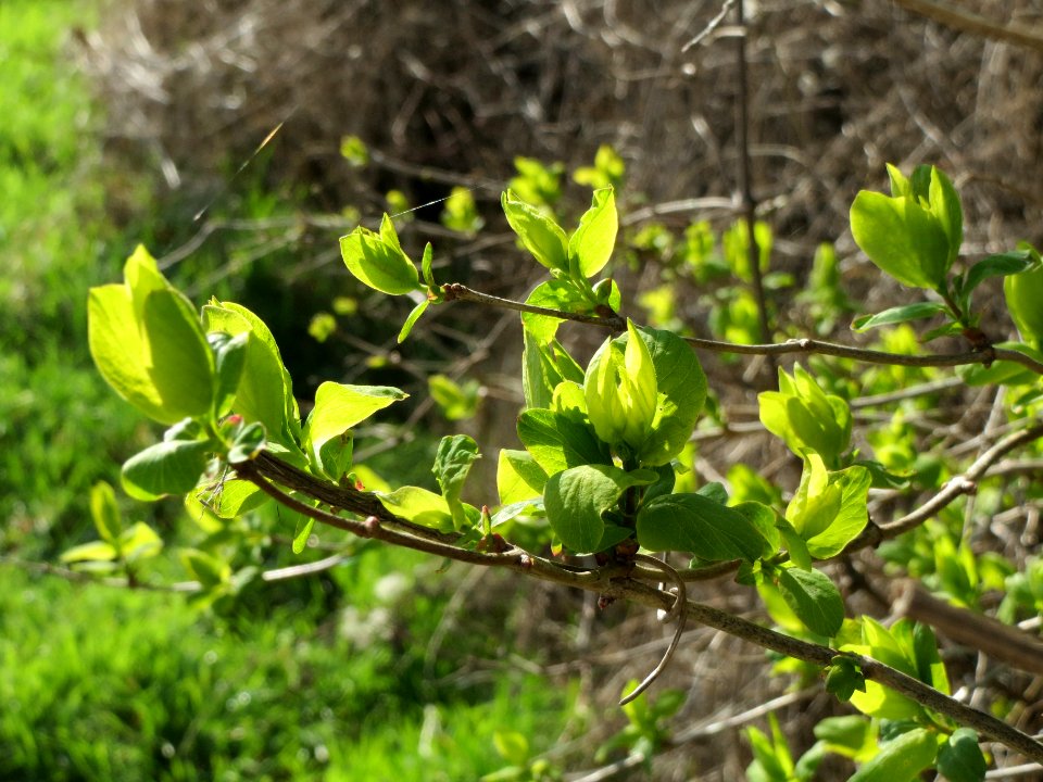 20140302Sambucus_nigra1