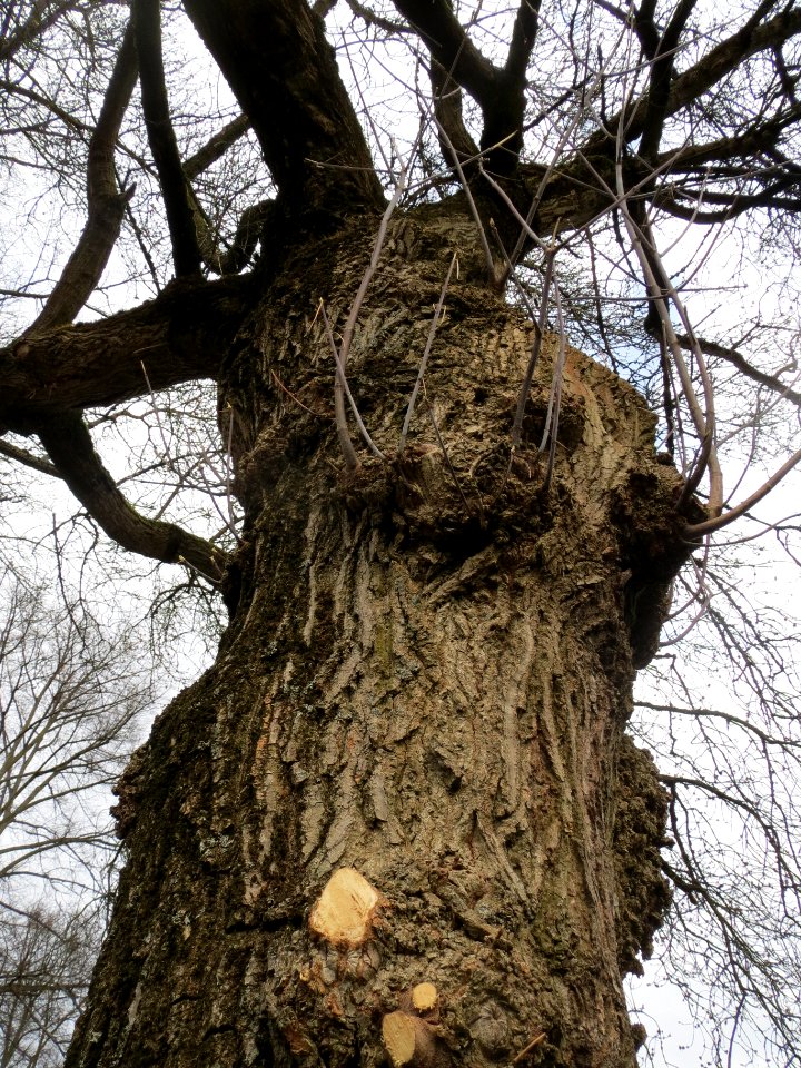20140225Acer_negundo1