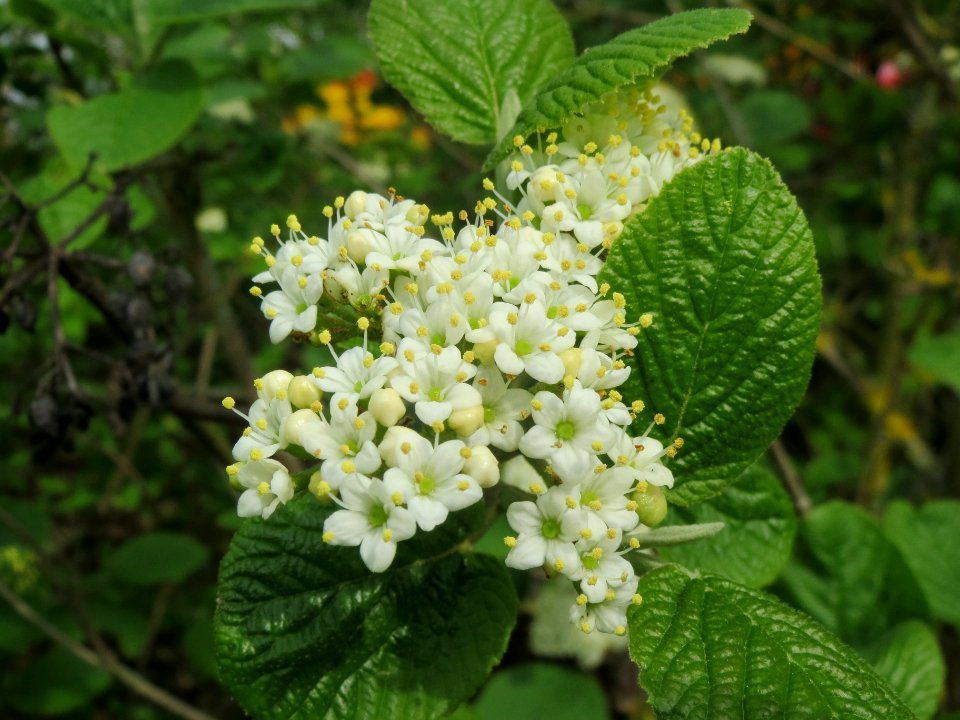 20140407Viburnum_lantana2