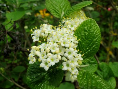 20140407Viburnum_lantana2
