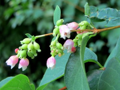 20140711Symphoricarpos_albus1