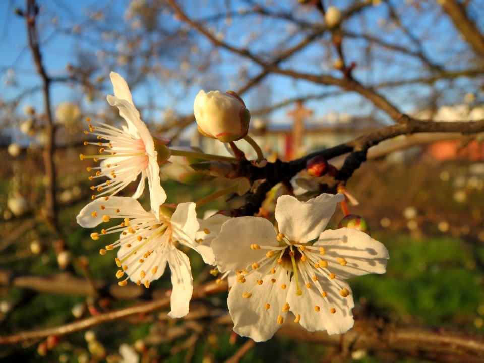 20140302Prunus_cerasifera_Hockenheim7