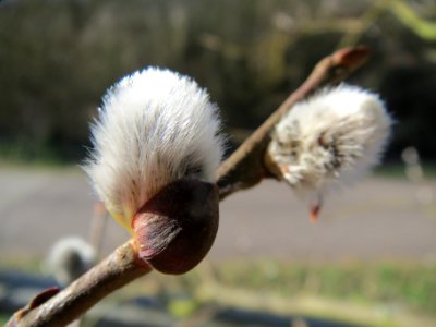 20140224Salix_caprea4