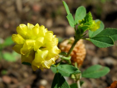 20140714Trifolium_campestre2