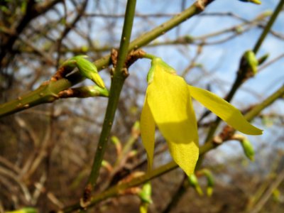20140225Forsythia_×_intermedia