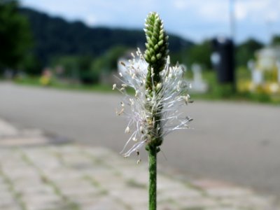 20140715Plantago_media
