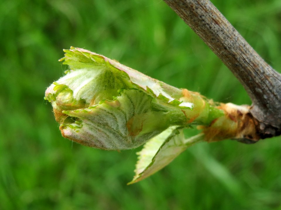 20140407Wein_Hockenheim5