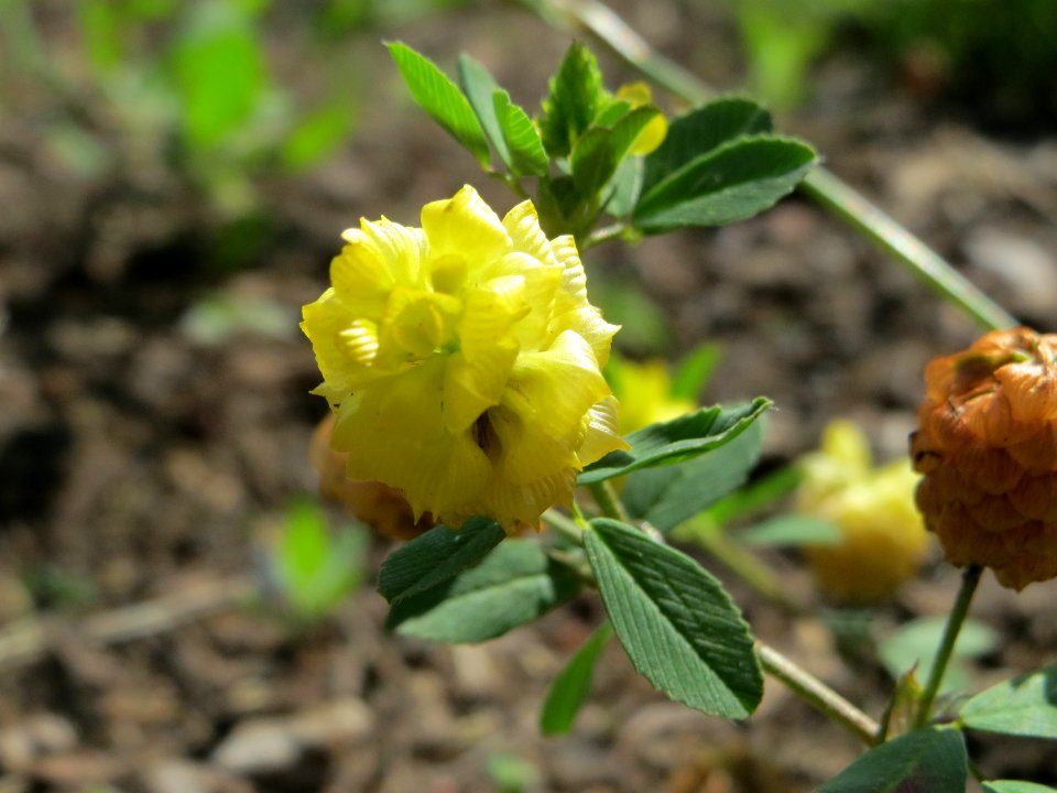 20140714Trifolium_campestre1