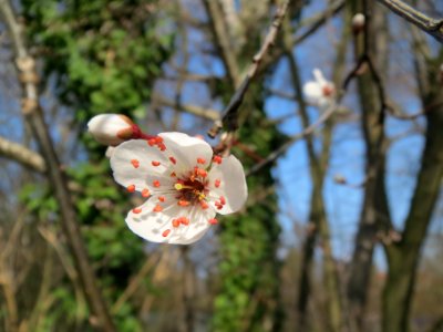 20140307Prunus_cerasifera_Hockenheim3