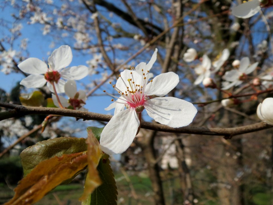 20140307Prunus_cerasifera_Hockenheim5
