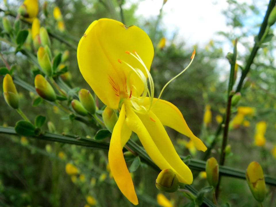20140409Cytisus_scoparius2