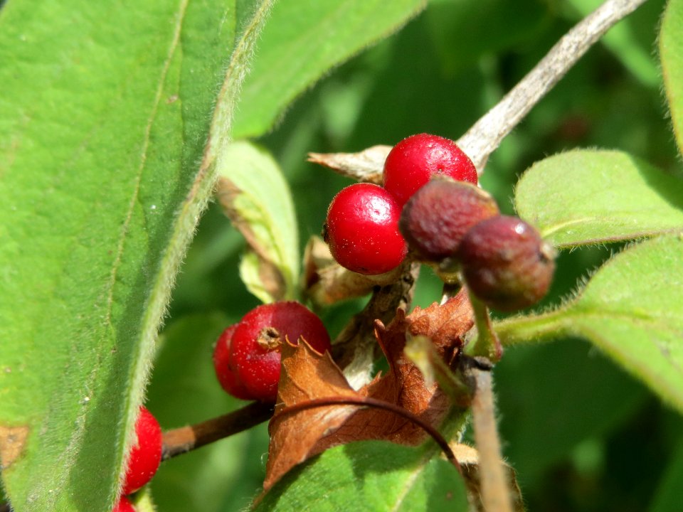 20140704Lonicera_xylosteum