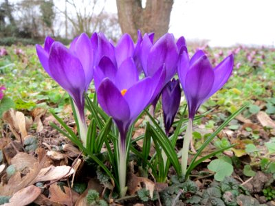 20140226Crocus_tommasinianus2
