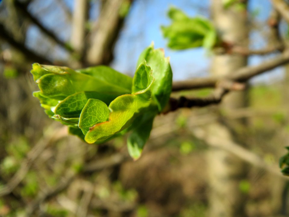 20140307Crataegus_monogyna1