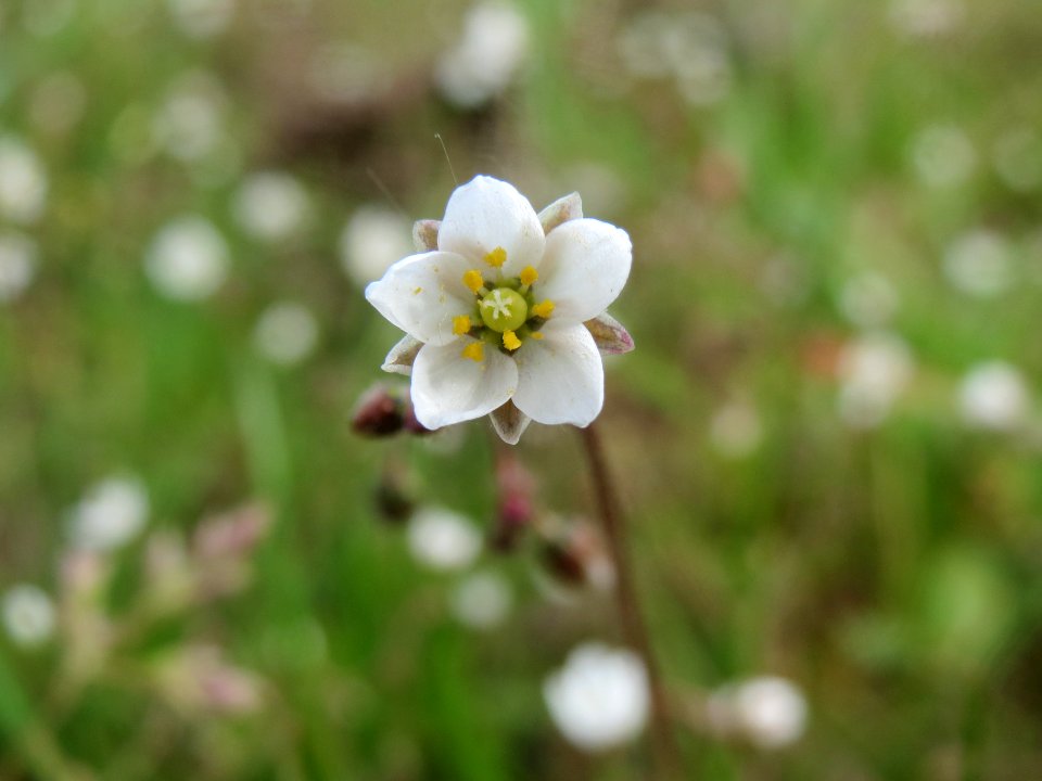 20140409Spergula_arvensis5