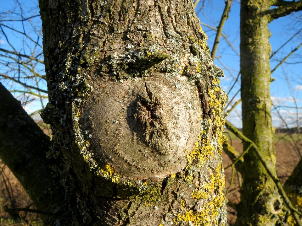 20140217Ulmus_minor10