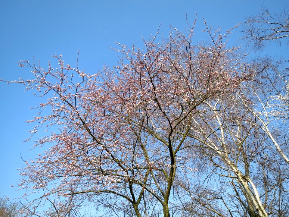 20140307Prunus_cerasifera_Hockenheim1