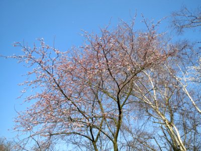 20140307Prunus_cerasifera_Hockenheim1